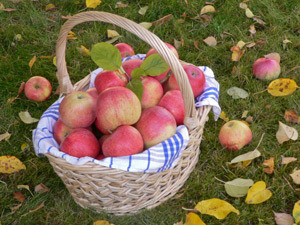 Top Places To Go Apple Picking Near Philadelphia « CBS Philly